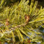 Gli aghi del pino cembro